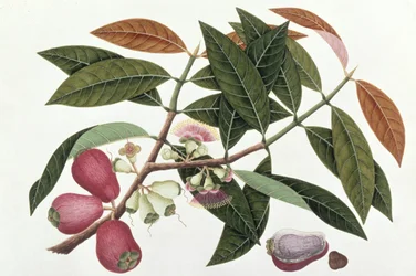 Jamboo Telore Mera or Eugenia Malacceusis, from Drawings of Plants from Malacca, c.1805-18